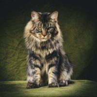 MaineCoon (@mainemomamy) 's Twitter Profile