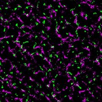 Julien Gronnier (@nanosignaling) 's Twitter Profile Photo Julien Gronnier (@nanosignaling) 's Twitter Profile Photo