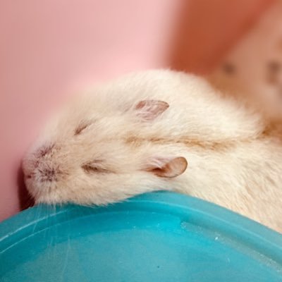 とうふさんのプロフィール画像