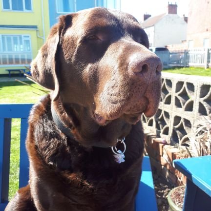 I'm a 4 year old chocolate Lab, who's just lost my best friend Mills, my 12 year old Springer sister. We were inseperable. I live on the East Yorkshire coast.🐕