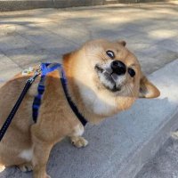 GoldenCryptoBoi77 (@eierschaukler77) 's Twitter Profile