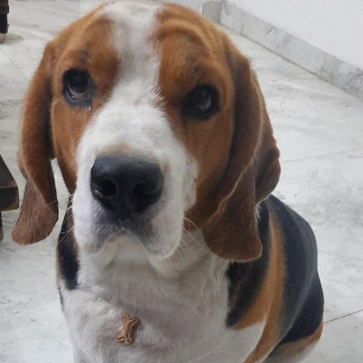 ❤️You love Beagle?
🐶We share best photos & videos daily🐶
🐩Follow us🐩
🐕❤ HIT THAT FOLLOW BUTTON ❤🐕