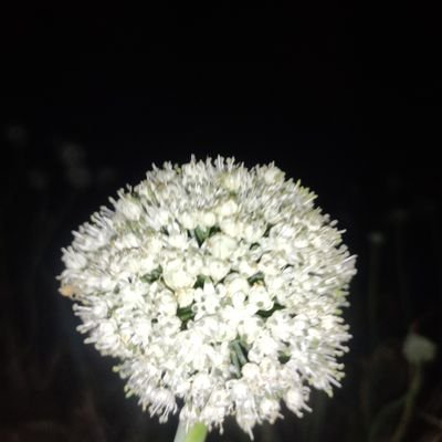 Mayur84138452's profile picture. mayur farmers