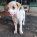 Roti Ghar Animals (@rotigharanimals) Twitter profile photo Roti Ghar Animals (@rotigharanimals) Twitter profile photo