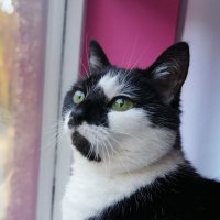 Liquorice (@ladyliquorice15) 's Twitter Profile