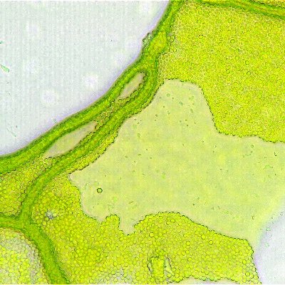 Microalgaes's profile picture. Microalgae... unlock their potential!
