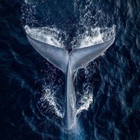 Isarus (@isarus163) 's Twitter Profile