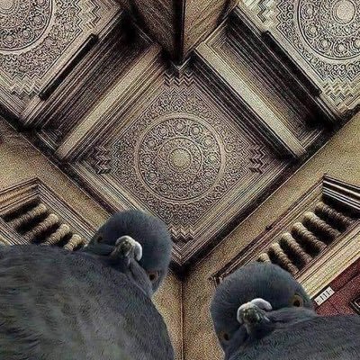 bananacognak's profile picture. 100 duck-sized horses 1 horse-sized duck