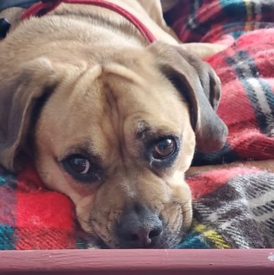 I love animals & music . I have a puggle named Lucy. I am a huge fan of Adele, Mayim Bialik, Reba & other smart & strong woman. I work as a screening officer.