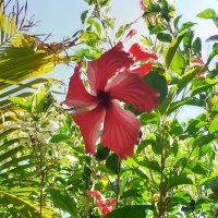 Hibiscus Tropical 🌎🦋🌺🌴 (@hibiscus_peyi) 's Twitter Profile