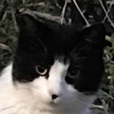 中井インターサーキットnakai Circuitjapan公式1 Kidsrace コース情報etc Nakaicircuit Twitter