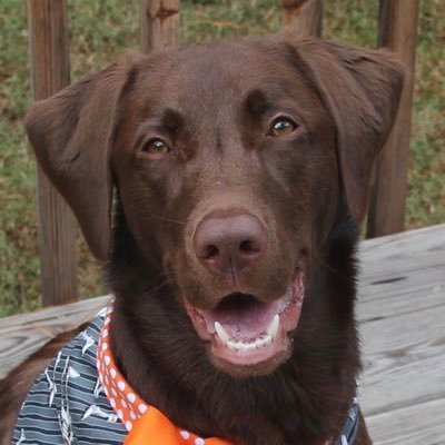 Mocha the Chocolate Labrador and her Momma. We love animals, science and wellness.