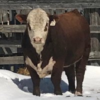 McCoy Cattle Co(@mccoycattle) 's Twitter Profile Photo