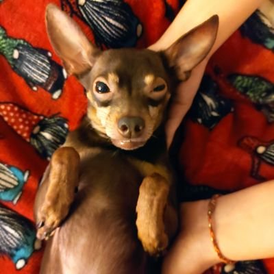 ronanvarvar991's profile picture. HelloWorld