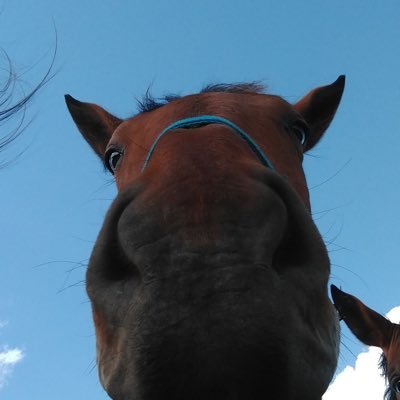 greetings from 🇦🇷. Animal care institution founder🥰. Horse lover. Brave voluntary donations are greatly appreciated. #follow4follow #followback