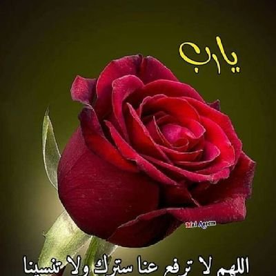 DYvgLn1EWg5gYeq's profile picture. رجل من الاحرار في زمن العبيد