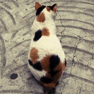 三毛猫さんのプロフィール画像