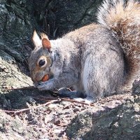 buddypie (@buddypie3) 's Twitter Profile