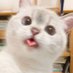 Art (@nan335511) Twitter profile photo