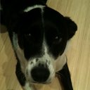 Teddy Whitaker..woof - @TeddyWthedog - Twitter