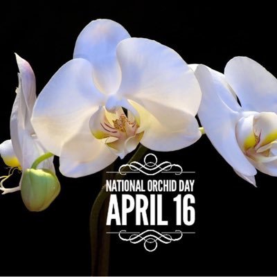 National Orchid Day is April 16th. Her name is Orchid, inspired by the magnificent beauty and unique expressions of a blooming orchid.