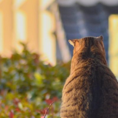 猫又(猫婆)さんのプロフィール画像