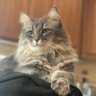 AlaskaPrimrose's profile picture. My humans who I let take care of me call me Primrose. Like all Alaska girls, I’m strong, fiercely independent and I ❤️ salmon! Instagram: PrimroseAlaska