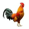 Shetty_Belanje's profile picture. IndUS, Nationalist, AI PAGAN, ಕನ್ನಡಿಗ, Believes in Ahmadabadi Soch..