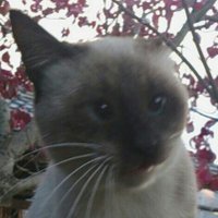 ☆ねこ好き咲斗☆ (@furusatokyun) Twitter profile photo