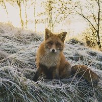 wildlife(@badgerfoxhare) 's Twitter Profile Photo