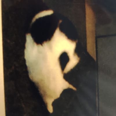 L8TTkPVsVsUYdH5's profile picture. NAIST M1  / Computational neuroscience /元農工大/ 元青春コンプ部部長 / 元R.U.R / NHK2023