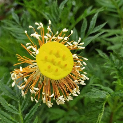 proloyraj05's profile picture. 