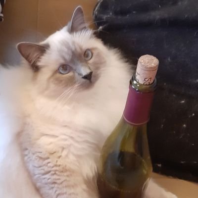 Ssolikel's profile picture. Cybersec cat