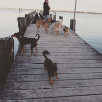 _what_the_fuchs_ (@fuchswhat) 's Twitter Profile