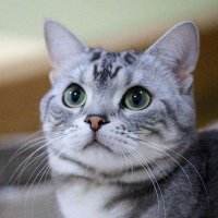 桜条 響輝 (@e6h74zhlcmp1odf) 's Twitter Profile