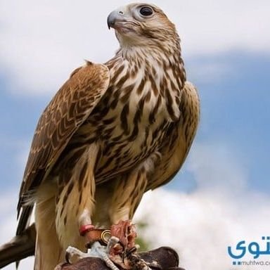 ShaheenEver's profile picture. .... في فضاء تويتر