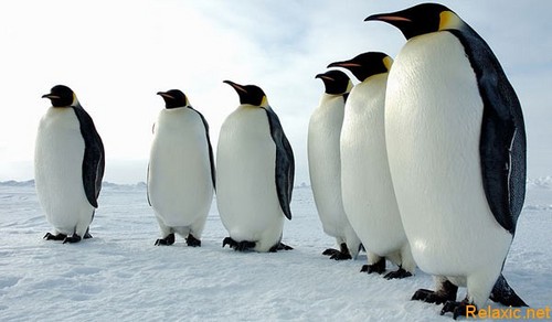 Choral_Notes's profile picture. Скромная Хоровая библиотека