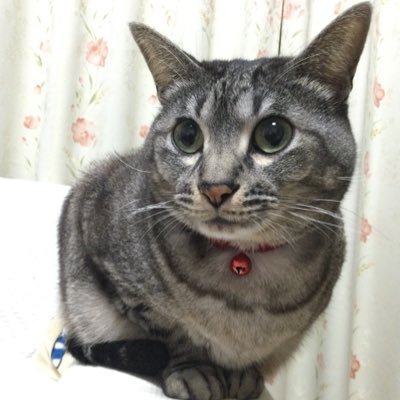 ムウさんのプロフィール画像