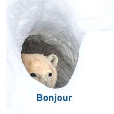 BearBonjour's profile picture. 