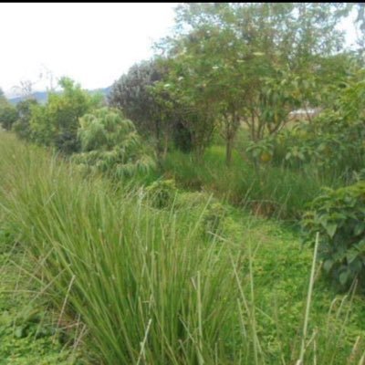 Defensornatura1's profile picture. 