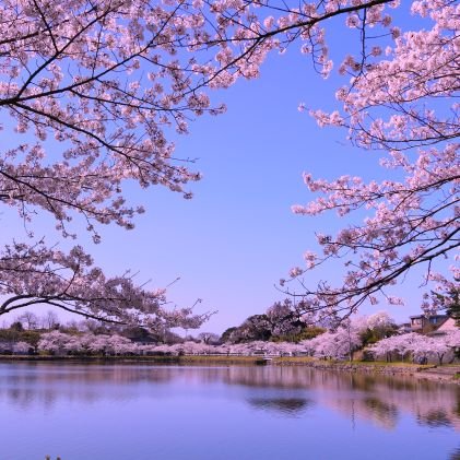 If you love flowers, please follow me 😁 Let's make the world happy with flowers (´ ・ ω ・ ｀) Feel free to talk to me ✨
#flowers #happyflowers #nature