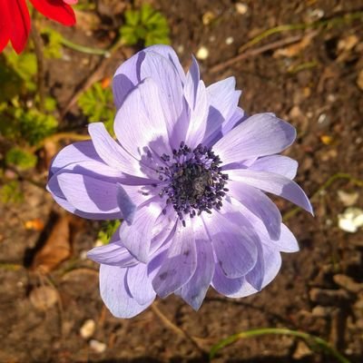 Husband and wife. Living a colourful life.....in the garden. We plant for nature and wildlife. All photos are our own and we never unfollow🌼🌻🦋🐛🐝