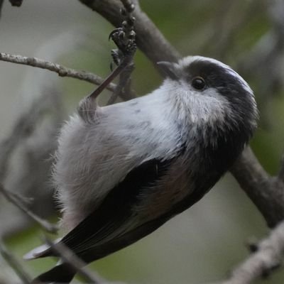 Rem_camera's profile picture. camera︰α1 Lens:50mm, 65mm, 110mm, 100-400mm 病名:アシュフォード症候群