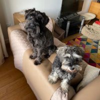 Mr Maxwell and Miss Minerva (@max_and_mini) 's Twitter Profile