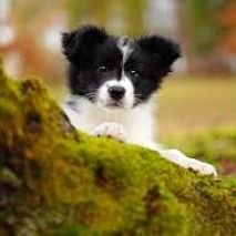 🐕| No 1 #bordercollie page of Twitter.
cute #bordercollie pictures videos daily.👕 Shop our trendy merch 😍 👇checkout Now👇