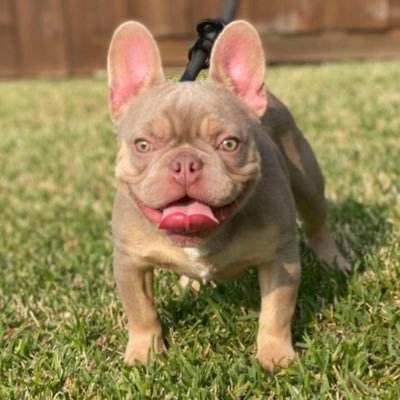 I work hard for Trained•Healthly•Quality•Exotic French-Bulldogs . ✈️Local pickup or hand delivery 🧬Stud fees 💉AI Services 🧺Whelping