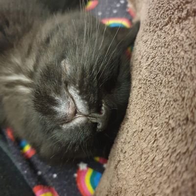 Elliegr81511's profile picture. goo goobie