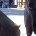 trader (@trader_as) Twitter profile photo trader (@trader_as) Twitter profile photo