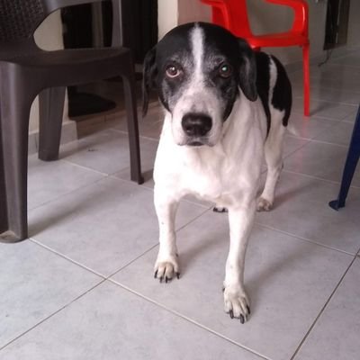 Edil_Cervantes's profile picture. Colombiano cansado de los políticos inútiles y la gente que los elige.