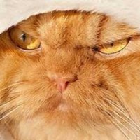 mordor cat (@cat_mordor) 's Twitter Profile